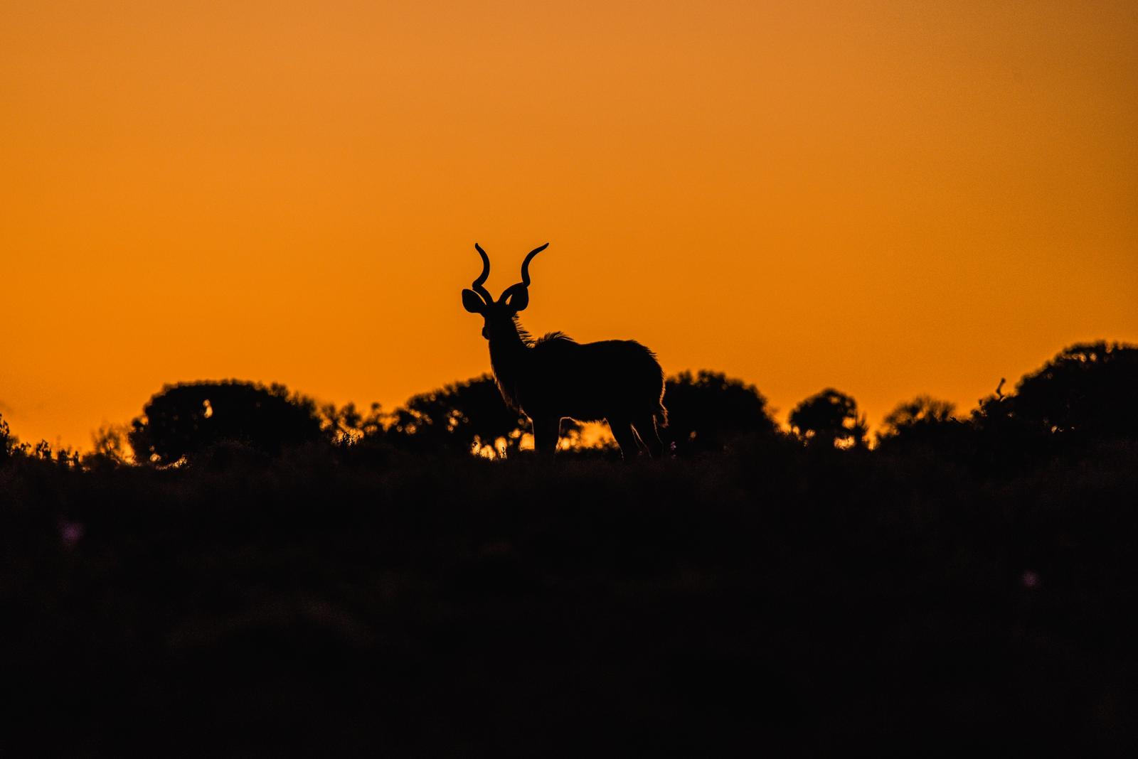 Hunting Plains Game in South Africa