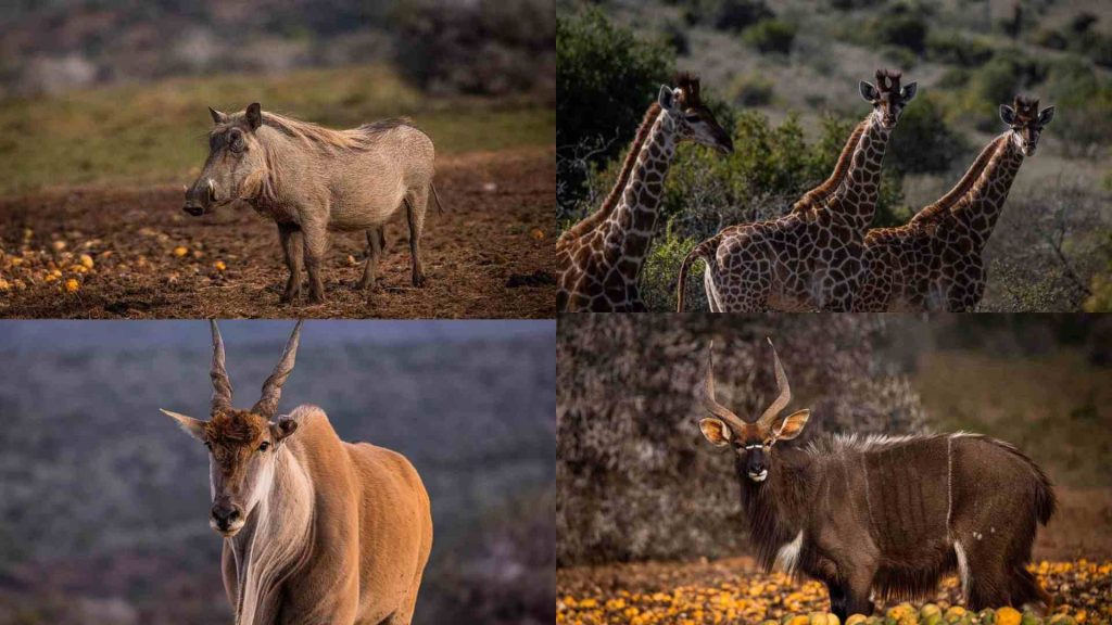 Popular Plains Game Species