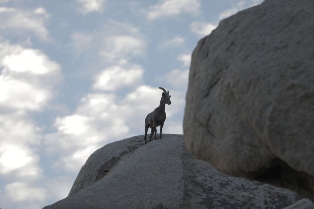 Wildlife spotting in Joshua Tree