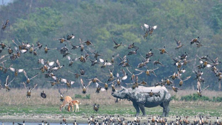 Bucket List Destinations Every Wildlife Enthusiast Should Visit