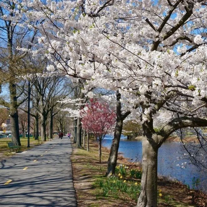 15 Unforgettable Things to Do in Boston for First-Time Visitors 10 Charles River Esplanade