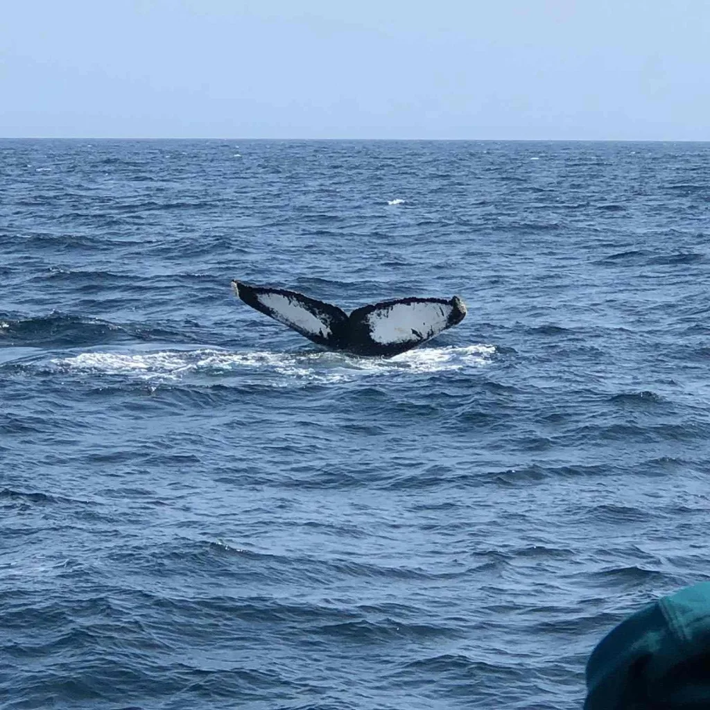12 Things to Do in Bar Harbor Maine for Adventure & Relaxation 12 Visit the Bar Harbor Whale Watch Company
