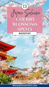 Japan Sakura Cherry Blossoms
