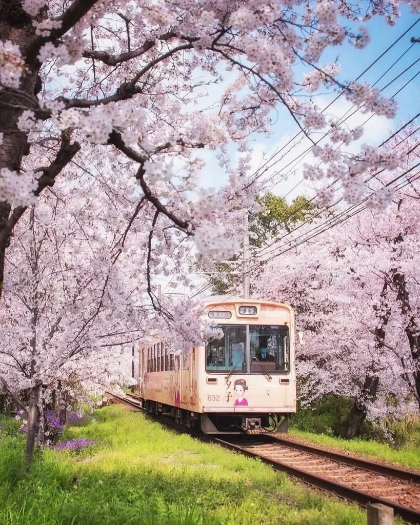 Spring in Japan 🌸 (March – May)