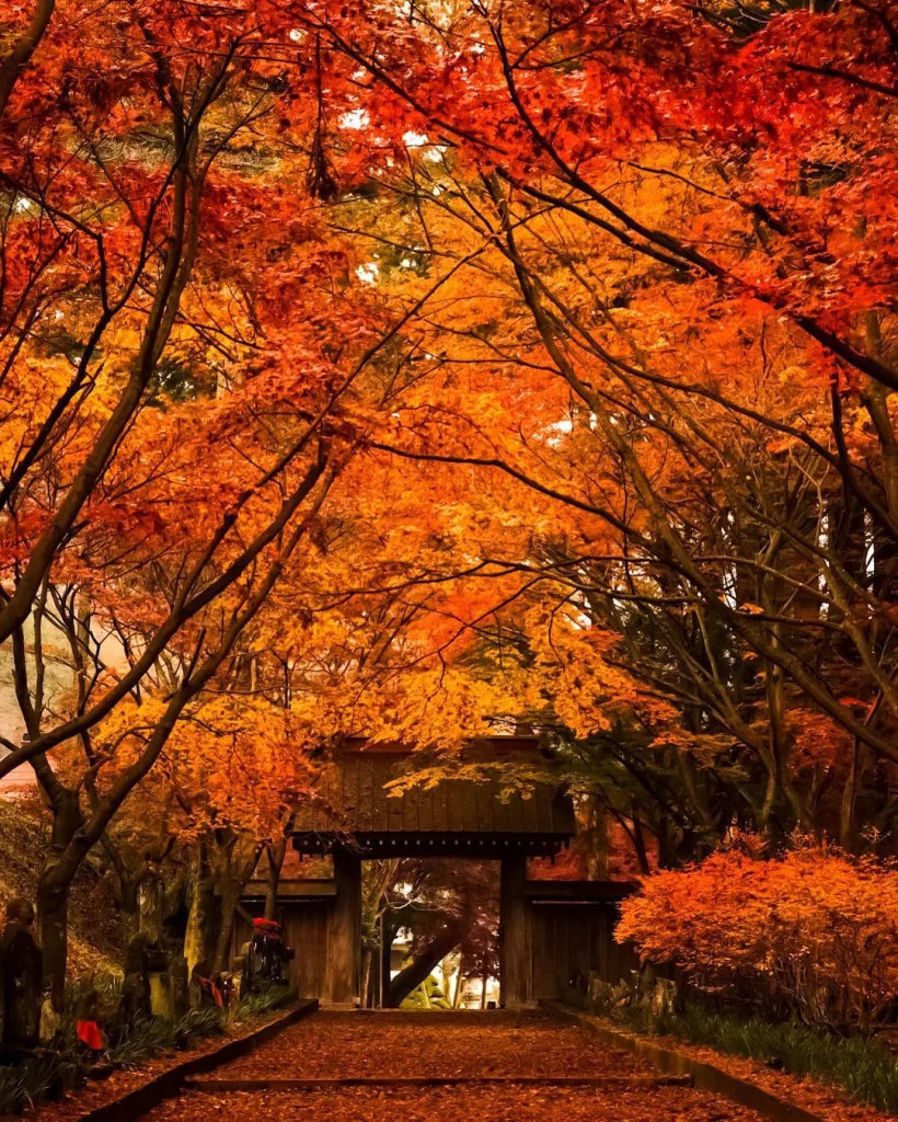 Autumn in Japan 🍁 (September – November)