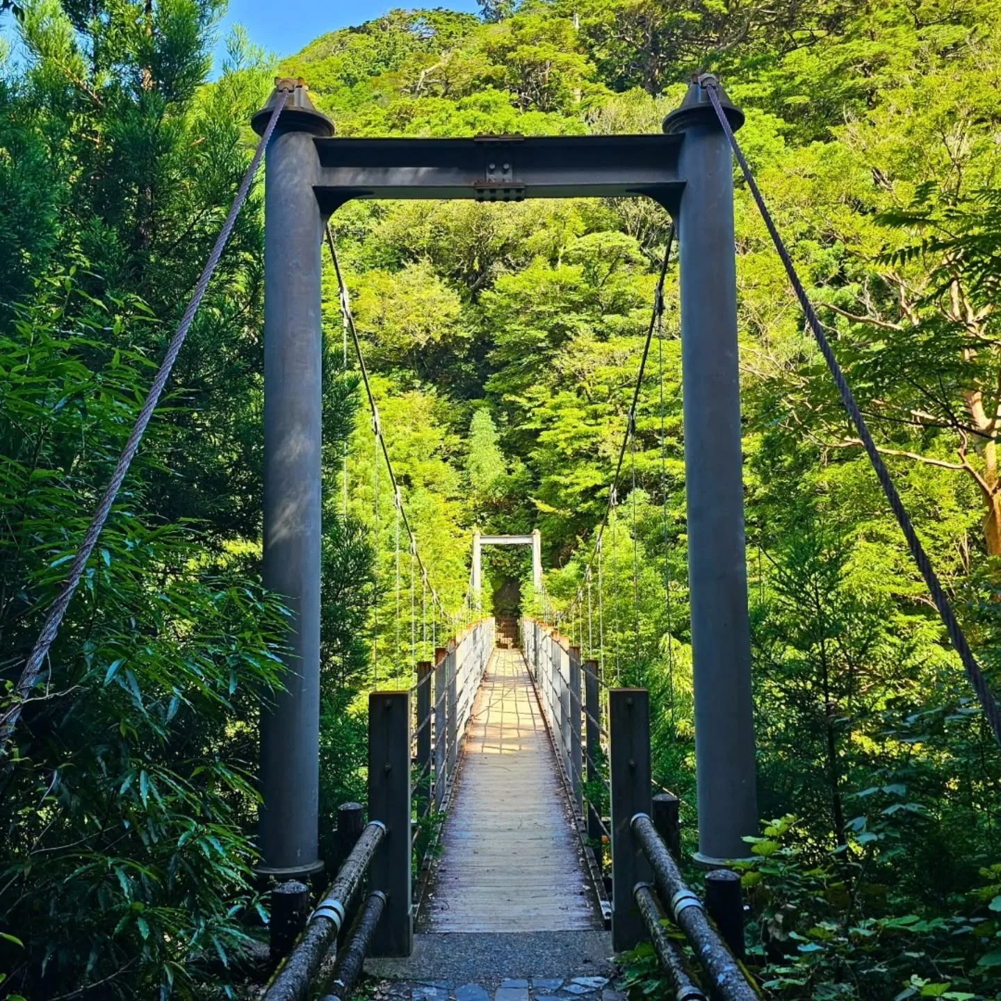 Yakushima: The Enchanted Forest Island