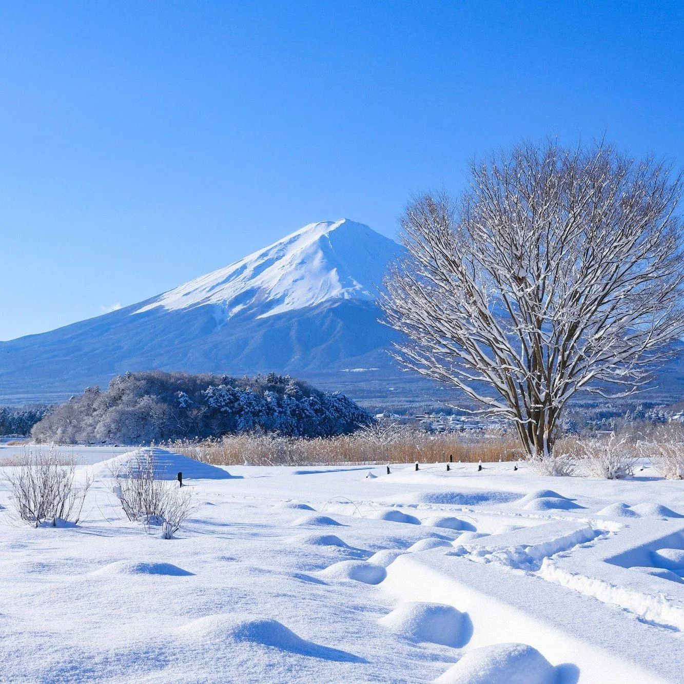 Japan in Winter: Best Destinations & Travel Experiences 9 Lake Kawaguchi: Winter Views of Mount Fuji