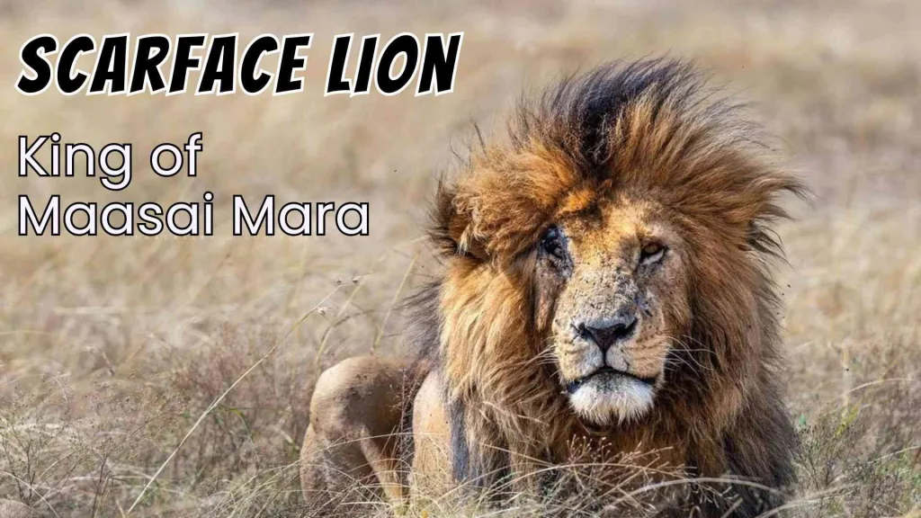 Scarface Lion: Complete Legacy, Life Story of Maasai Mara's Legend 26 Scarface Lion - Maasai mara legend