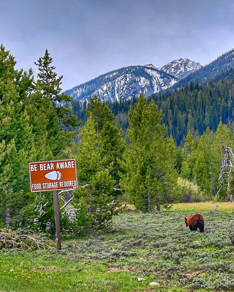 Camping Trip: Your Ultimate Guide to the Perfect Outdoor Escape 11 Wildlife Awareness