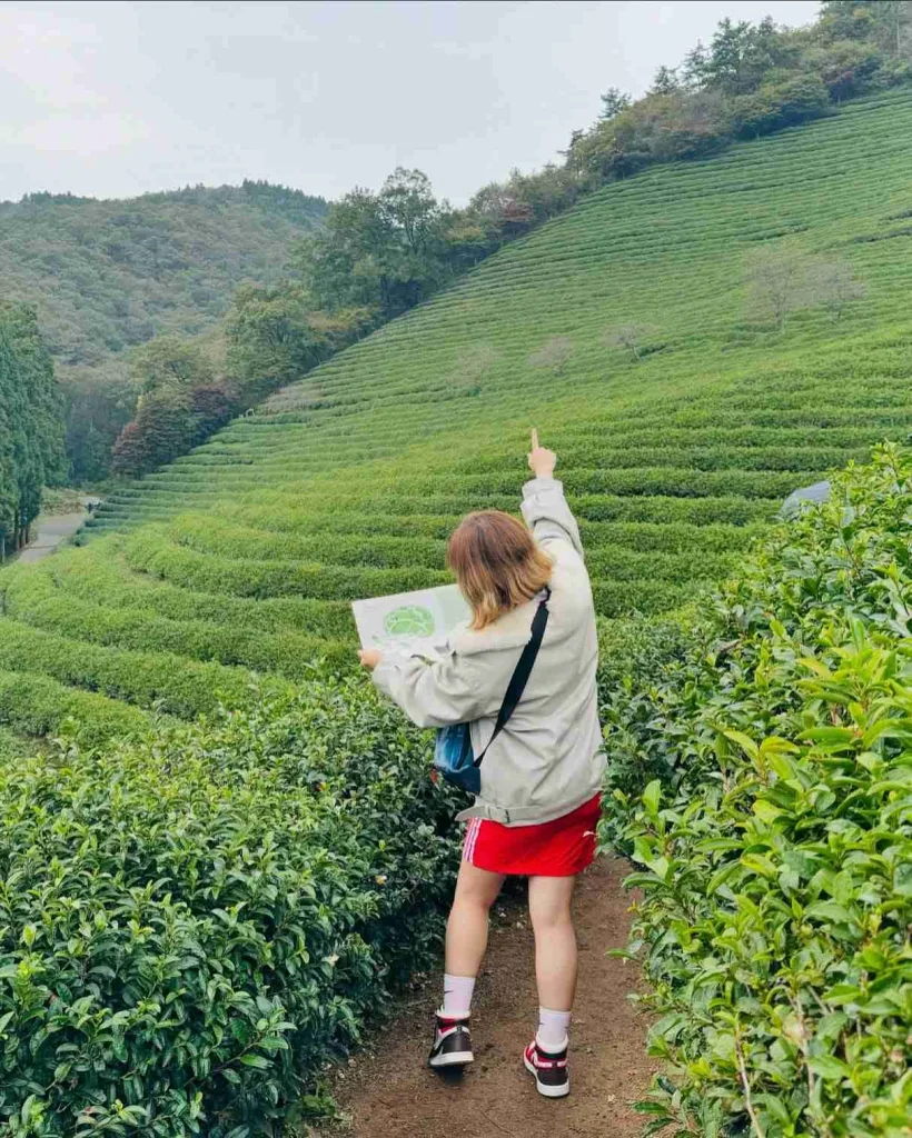 Boseong Green Tea Fields, Jeollanam-do