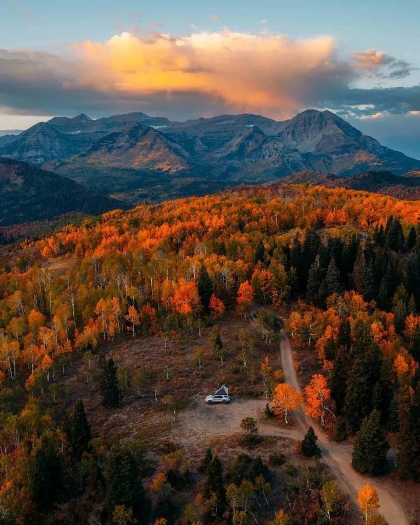 Vineyards or Countryside