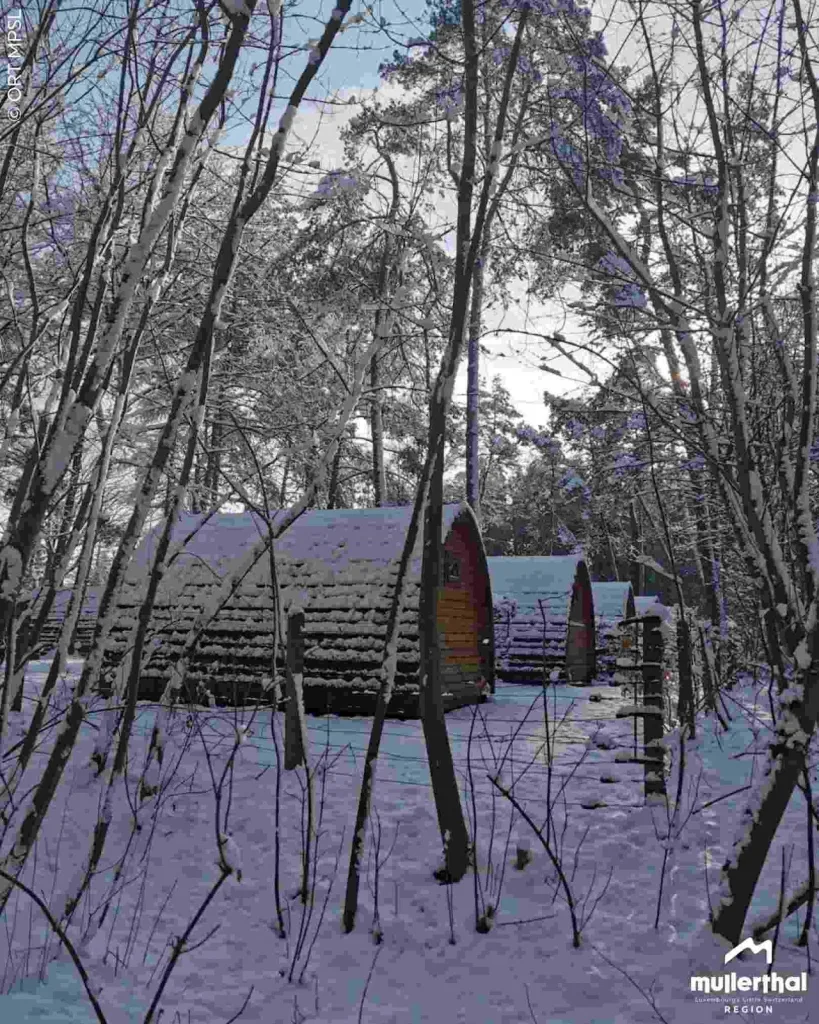 Forest Cabins & Glamping