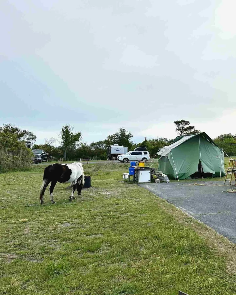 Assateague Island, Maryland & Virginia